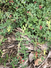 Indigofera trifoliata