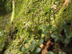 Peperomia catharinae