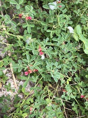 Indigofera trifoliata
