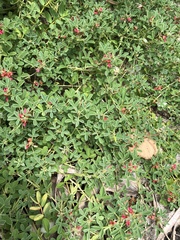 Indigofera trifoliata
