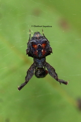 Uloboridae