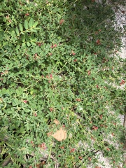 Indigofera trifoliata