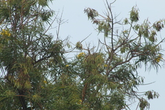 Astianthus viminalis
