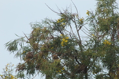 Astianthus viminalis