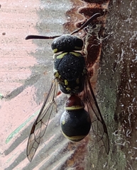 Paraleptomenes miniatus