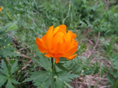 Trollius asiaticus