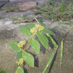 Euphorbia hirta