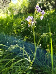 Polemonium occidentale occidentale