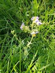 Polemonium occidentale occidentale