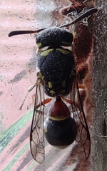 Paraleptomenes miniatus