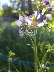 Polemonium occidentale occidentale