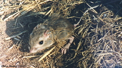 Dipodomys heermanni