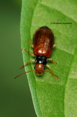 Palpoxena rufipennis