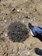 Penstemon californicus