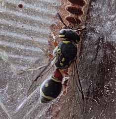 Paraleptomenes miniatus