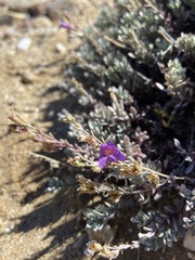 Penstemon californicus
