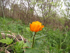 Trollius asiaticus