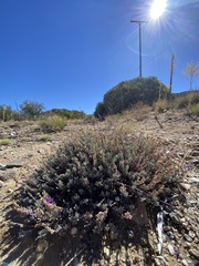 Penstemon californicus