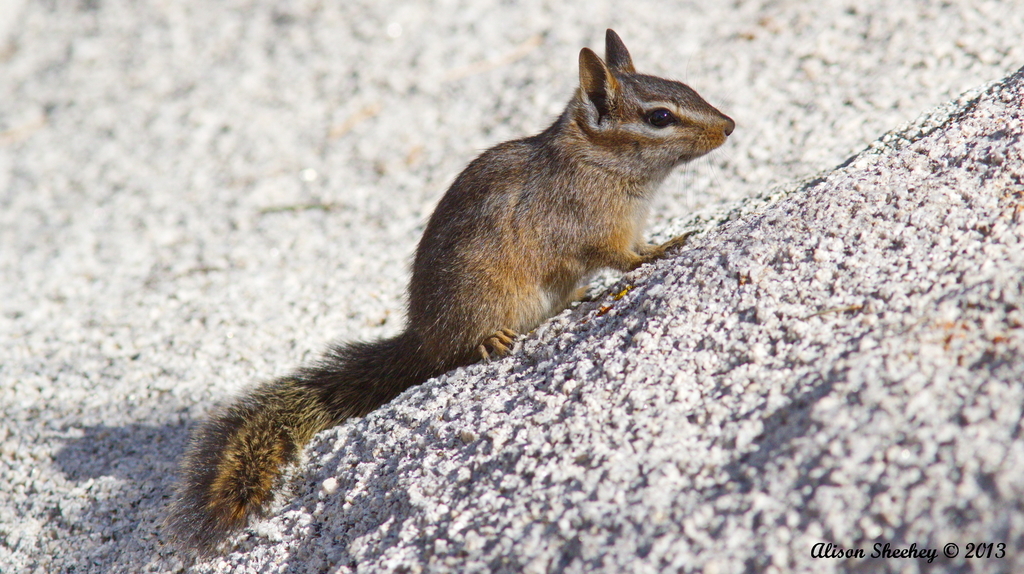 California Chipmunk (Squirrels & Chipmunks of the US) · iNaturalist