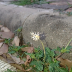 Tridax procumbens