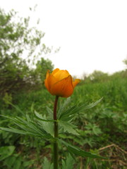 Trollius asiaticus