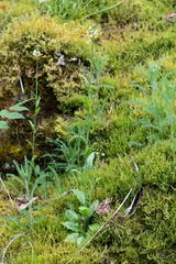 Arabis eschscholtziana