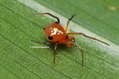 Theridion quadratum