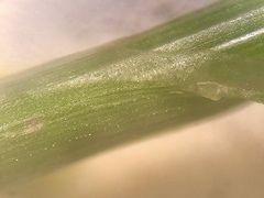 Carex festucacea