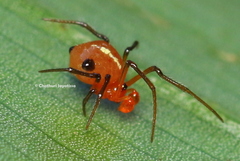 Theridion quadratum