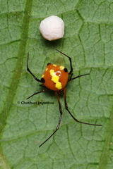 Theridion quadratum