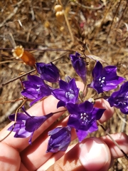 Triteleia