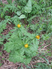 Trollius asiaticus