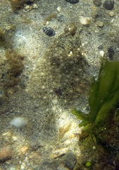 Lepidopsetta bilineata