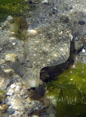 Lepidopsetta bilineata