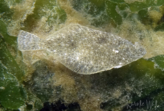 Lepidopsetta bilineata