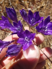 Triteleia
