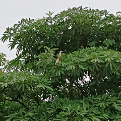 Ardeola speciosa
