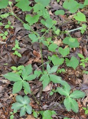 Sanicula smallii