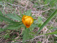 Trollius asiaticus