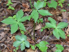 Sanicula smallii