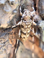 Acanthocinus obsoletus