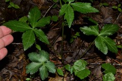Sanicula smallii