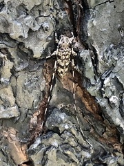 Acanthocinus obsoletus