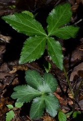 Sanicula smallii