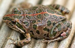 Spotted Marsh Frog photo 2