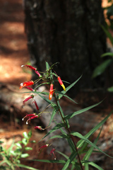 Lobelia laxiflora