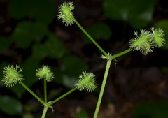 Sanicula smallii