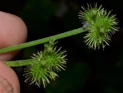 Sanicula smallii