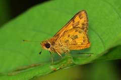 Potanthus satra