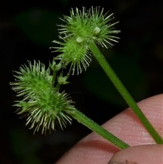 Sanicula smallii